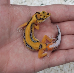 Leopardgeckos Weibchen 2026 Firebold,Bold Stripe Bandit