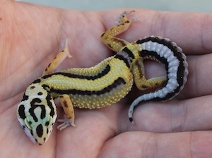 Leopardgeckos Weibchen 2026 Firebold,Bold Stripe Bandit