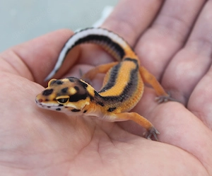 Leopardgeckos 2026 Nachzuchten Weibchen Firebold,Bold Stripe Bandit