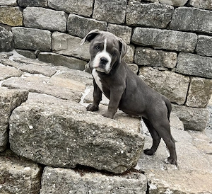 Old English Bulldog Welpen 
