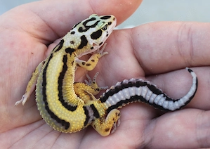 Leopardgeckos Weibchen 2026 Firebold,Bold Stripe Bandit