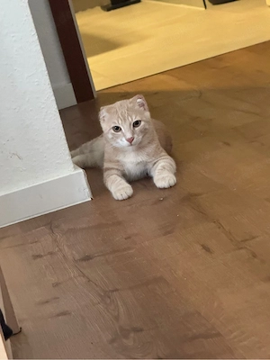 Katzen abzugeben 