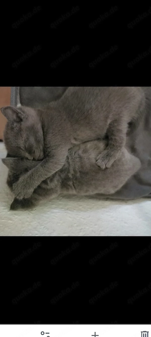 Britisch kurzhaar kitten 