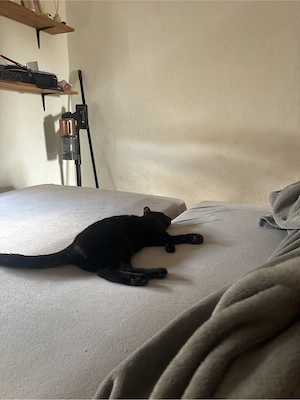 2 Brüder suchen dringend ein neues Zuhause. 