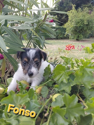 Jack Russel Rauhaar Terrier