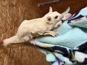 Zuchtpaar Sugar Glider sucht neues zuhause Bild 2