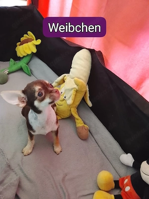XXS Mini Chihuahua kurzhaar Reinrassig