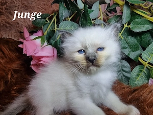 Heilige Birma Kitten 