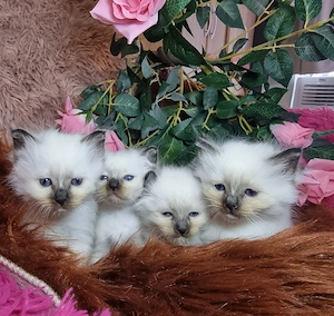 Heilige Birma Kitten 