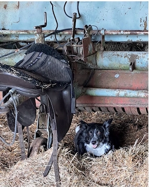    Wurfankündigung zum 22.09.: 8 wunderschöne, Border Collie Welpen erwartet