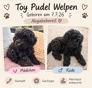 Toy pudel welpen 
