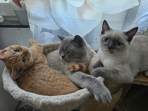 2 BKH Kitten suchen liebevolles zuhause 