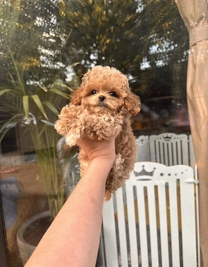Maltipoo-Mädchen Lilly (Welpin) sucht ein tolles Zuhause   Bitte Beschreibung lesen