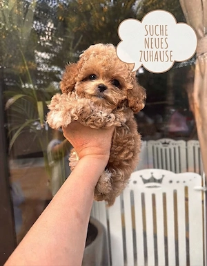 Maltipoo-Mädchen Lilly (Welpin) sucht ein tolles Zuhause   Bitte Beschreibung lesen
