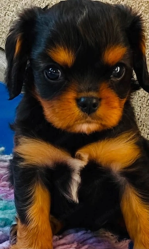Cavalier King Charles Spaniel Welpe Rüde in black and tan