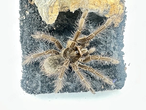 Theraphosa Stirmi