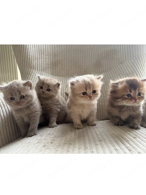 Zauberhafte BKH-Kitten suchen liebevolles Zuhause