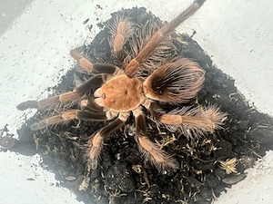 Pamphobeteus sp Light