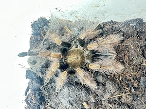 Pamphobeteus Mascara 0.1