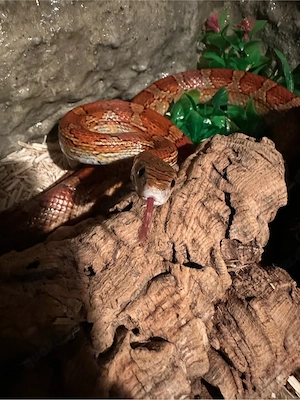 Korrnatter + Terrarium 