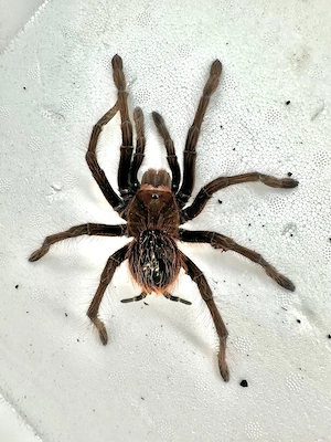 Theraphosa apophysis 