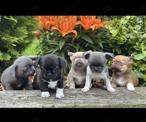 Chihuahua Welpen in KH und LH mit Ahnentafel