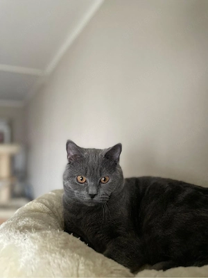 BKH Katzen babys