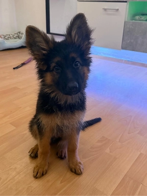 Deutscher Schäferhund