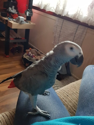 Graupapagei 