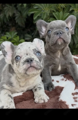 Französische Bulldoggen Welpen suchen ein schönes Zuhause 