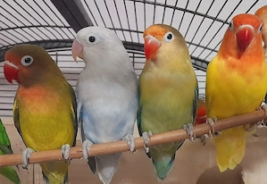 Agaporniden Unzertrennliche Pfirsichköpfchen Schwarzköpfchen Rosenköpfchen Lovebirds