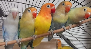 Agaporniden Unzertrennliche Pfirsichköpfchen Lovebirds