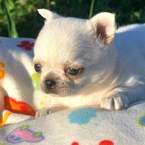    Kleine Chihuahua-Welpen   große Liebe gesucht