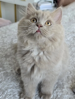 Traumhafte BLH Katerchen