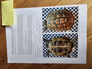 Landschildkröte von 2022