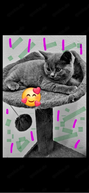 Babykatzen. bkh Kitten Katzenbaby blue