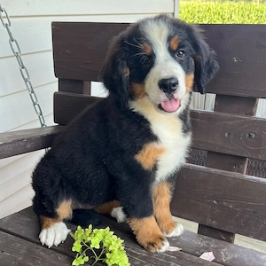 Wunderschöner Berner Sennenhund Welpe