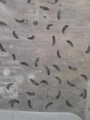 10x Eier Laich Axolotl selber aufziehen