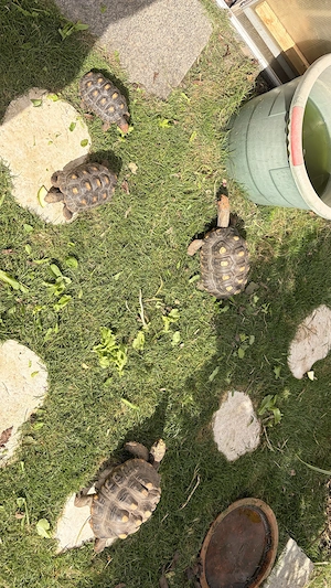 Köhlerschildkröten Chelonoidis carbonarius 