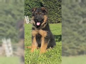Deutsche Schäferhund Welpen!!