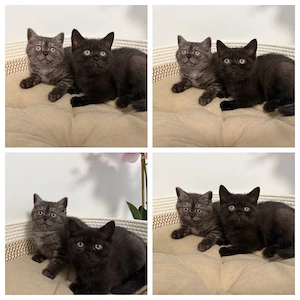BKH  Kitten black smoke