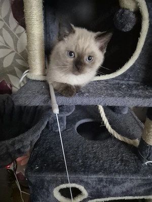 Bkh noch 2 Kitten frei