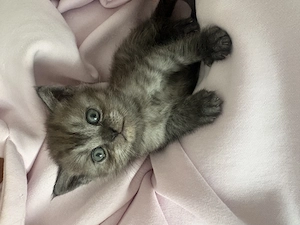 BKH mix kitten abzugeben 