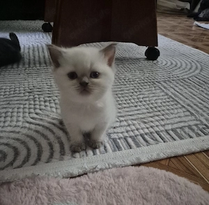 Bkh kitten