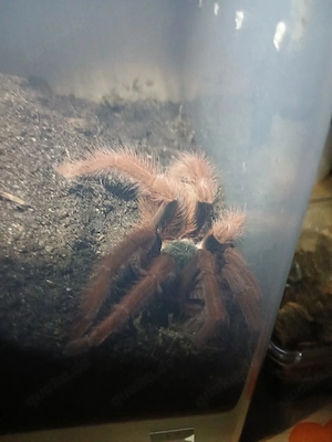 Zu verschenken Vogelspinne M.robustum 1.0