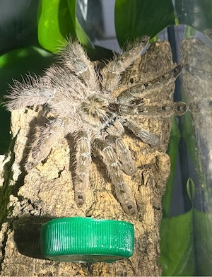 Ich habe eine Vogelspinne abzugeben (heteroscodra maculata) 