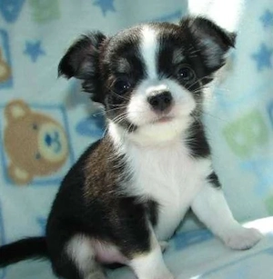 Chihuahua welpen Nina sucht ein liebevolles Zuhause
