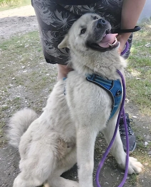 Loki, prächtiger und lieber Akita Mischling Bild 4