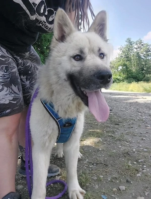 Loki, prächtiger und lieber Akita Mischling Bild 5