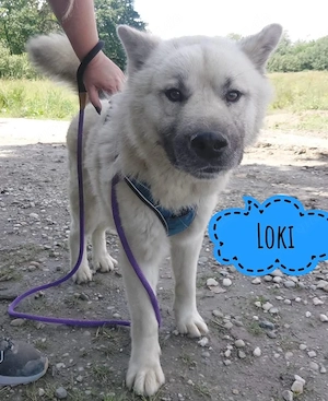 Loki, prächtiger und lieber Akita Mischling